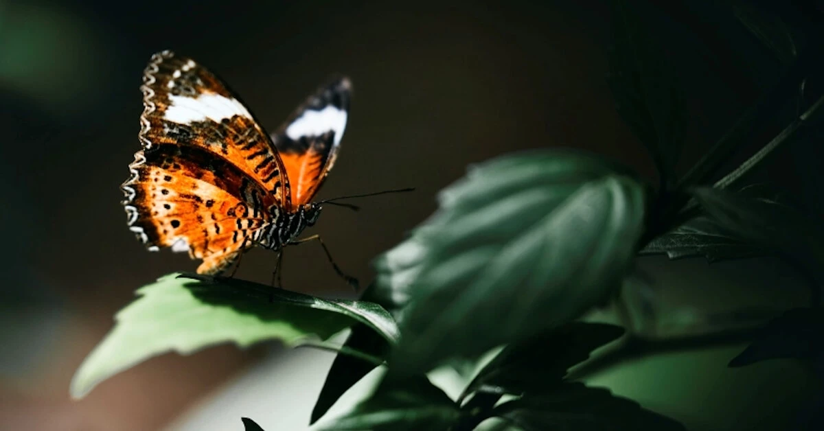 Conducting Fieldwork During COVID-19: Perspectives from a Field Biologist thumbnail